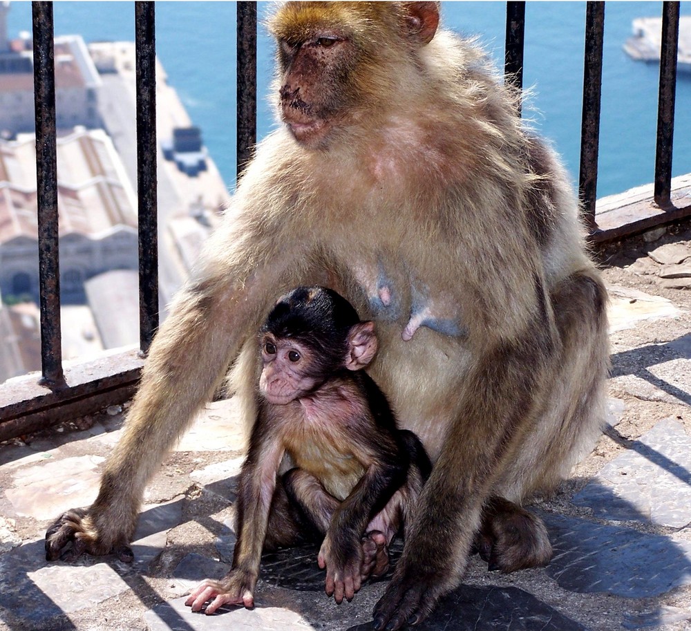 "Gibraltaräffchen" mit seiner Mutti