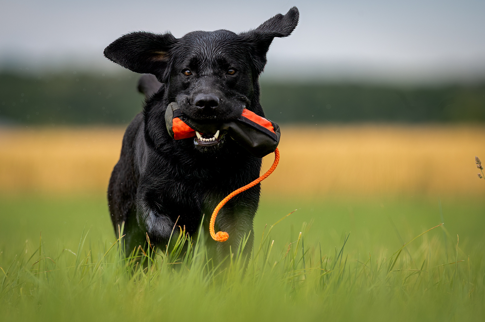 Gibson at work. Nikon Z6 II & Nikkor 400/4.5 Z