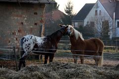 Gibst du mir ein Küsschen?