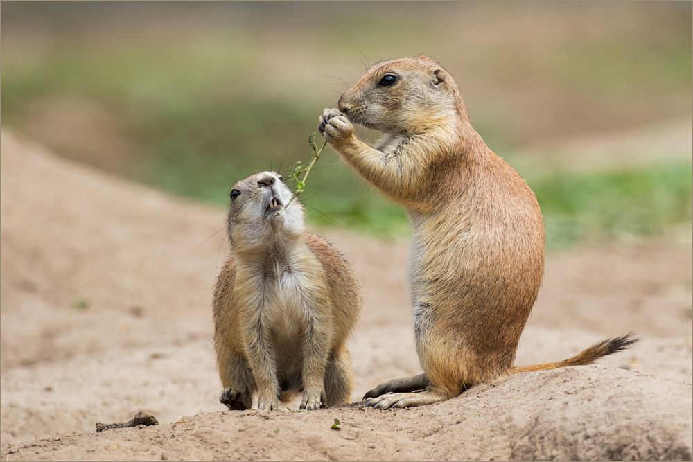 "Gibst Du mir was aaab ?"