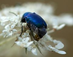 Gibt es blaue Rosenkäfer?? - es ist wohl ein Minzkäfer