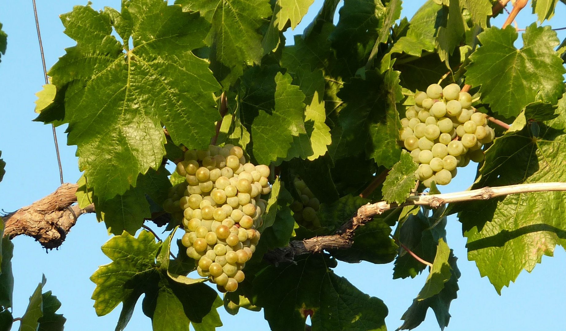 Gibt es daraus noch Eiswein?