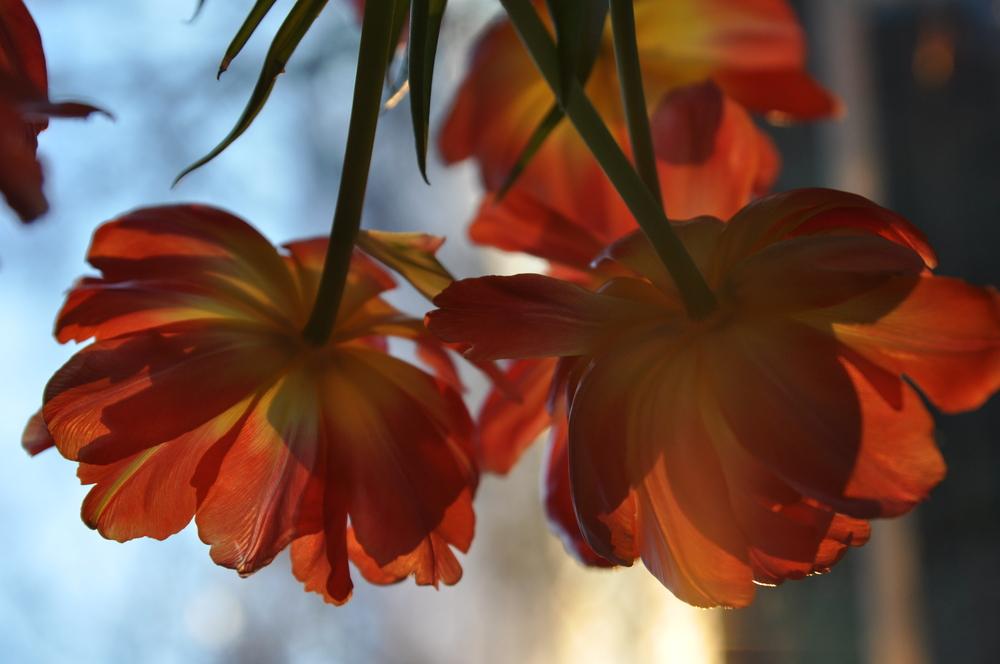 Gibt es eigentlich auch Hängetulpen?