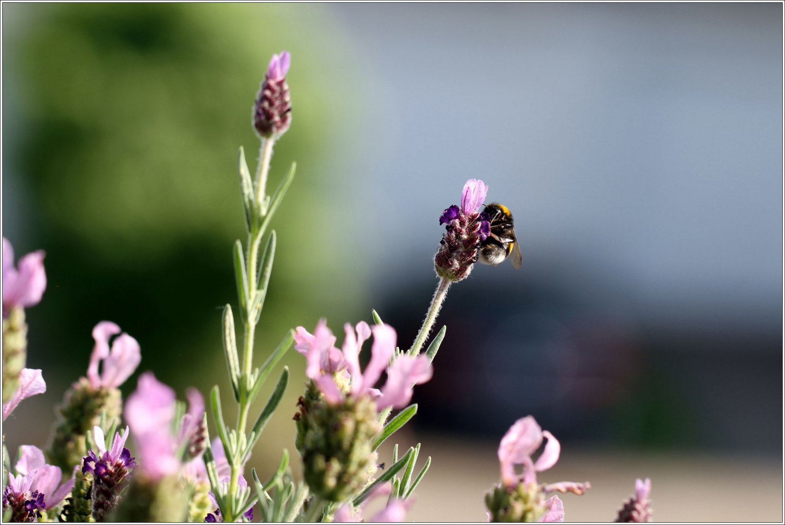 gibt es ein Leben ohne Insekten ?