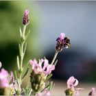 gibt es ein Leben ohne Insekten ?