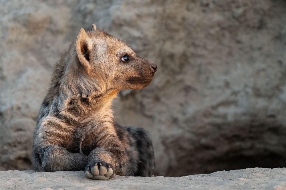 Gibt es etwas niedlicheres als ein Hyänenbaby?