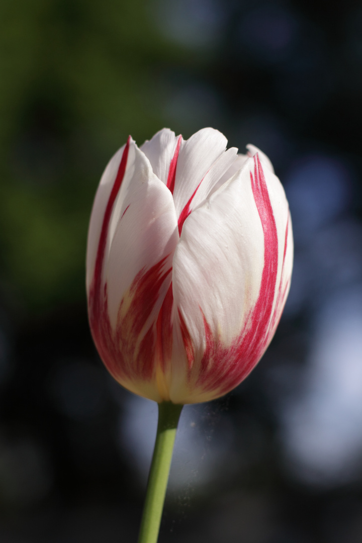 Gibt es hier in der Auswahl keine Tulpen?