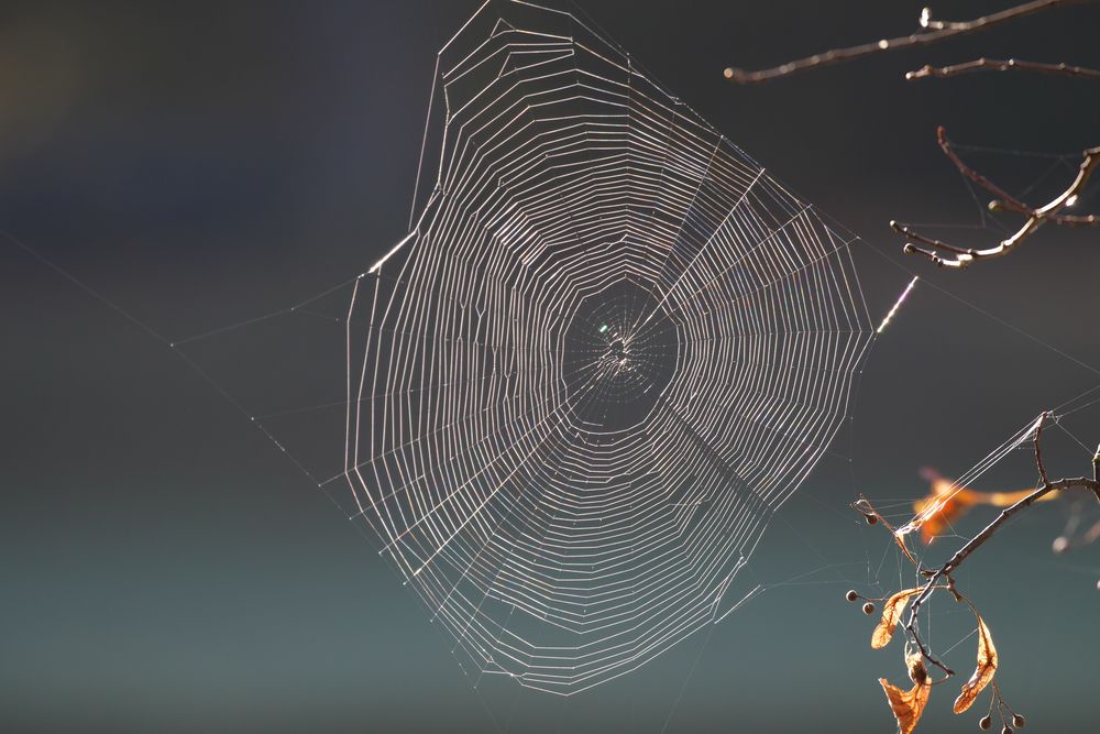 Gibt es im Herbst mehr Spinnennetze als sonst?