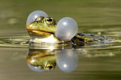 Gibt es LÄRMSCHUTZBESTIMMUNGEN bei Froschgequake?