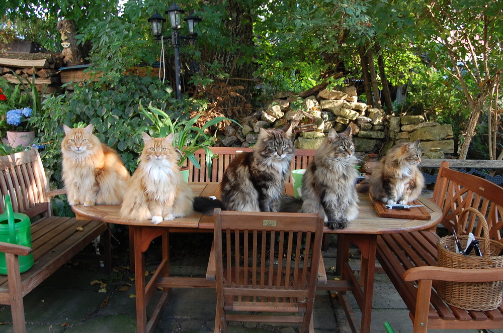 gibt es noch etwas zum Fressen? Foto & Bild tiere, haustiere, katzen Bilder auf
