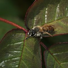 Gibt es unter den Solitärbienen (Andrena sp.?) auch Fleischfresser???