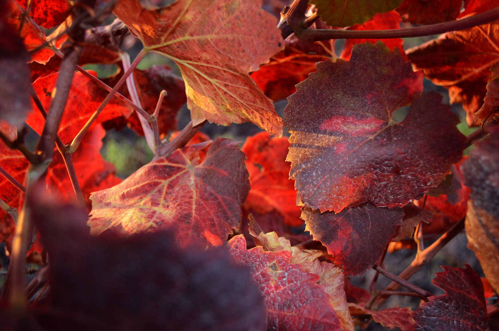 Gibt es was schöneres als die Farbe Rot?