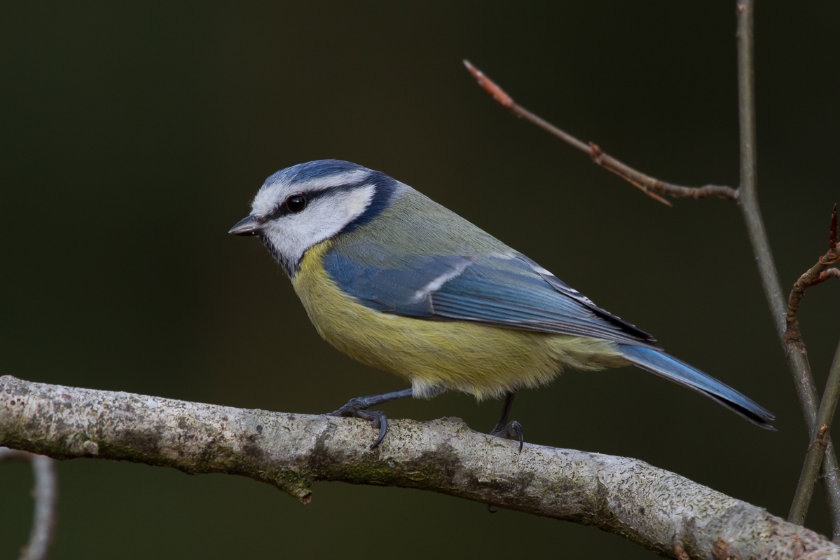 gibts auch in Blau