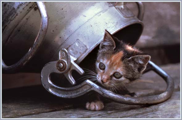 gibt's hier irgendwo Milch?