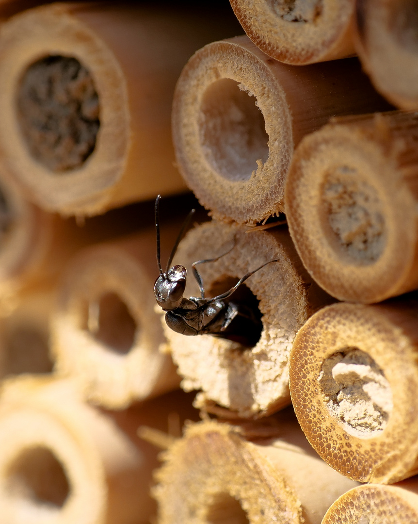 Gichtwespe beim parasitieren der Bienenbrut