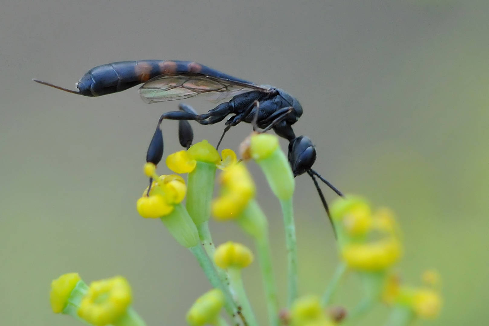 Gichtwespe (Gasteruption assectator) W.