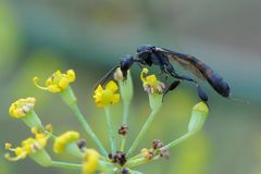 Gichtwespe (Gasteruption assectator) Weibchen