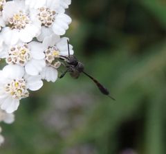 Gichtwespe Gasteruption auf Schafgarbe