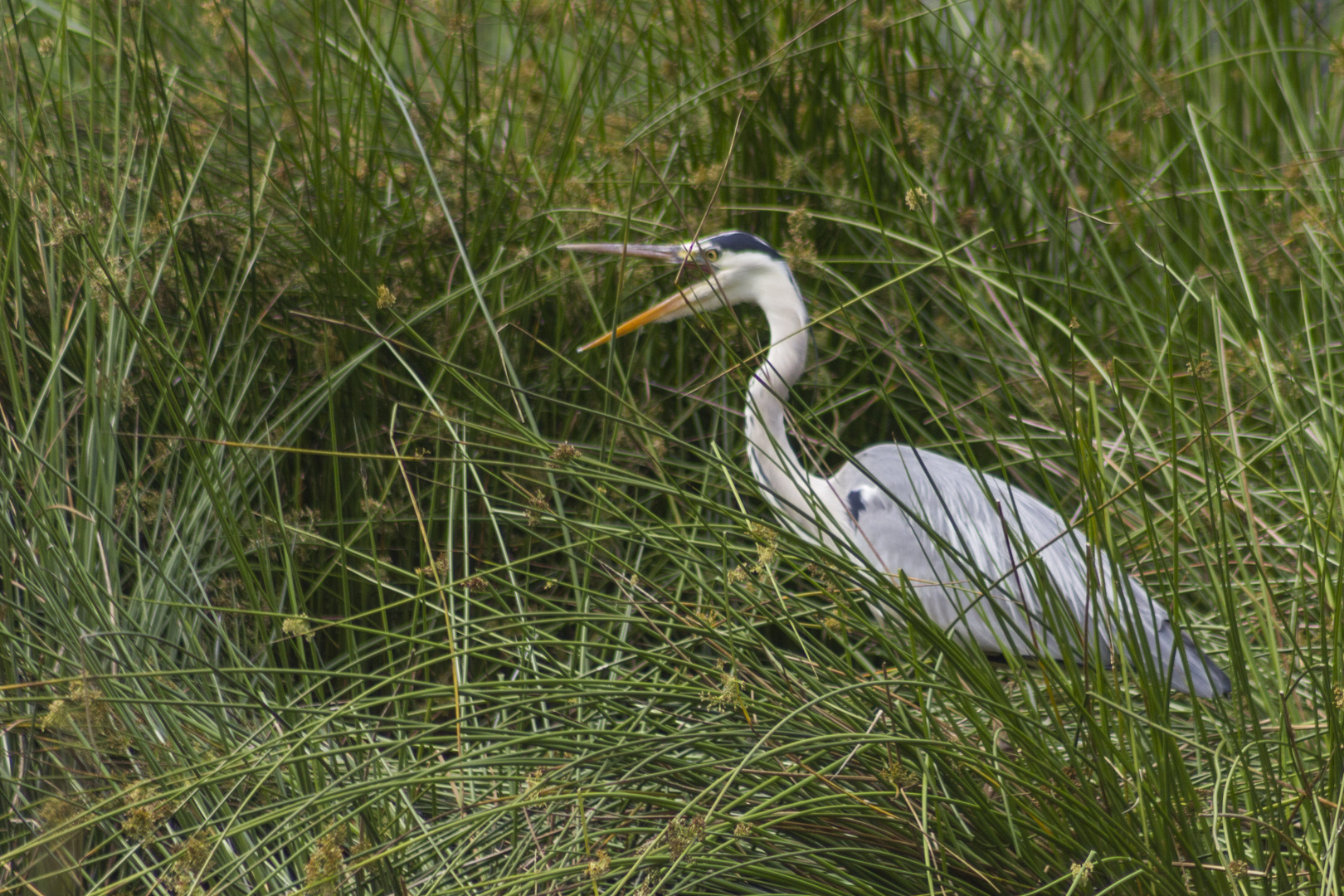 "Gieb´s hier fliegende Fische?"