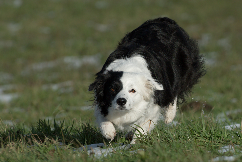 Gier (nochmals bearbeitet)