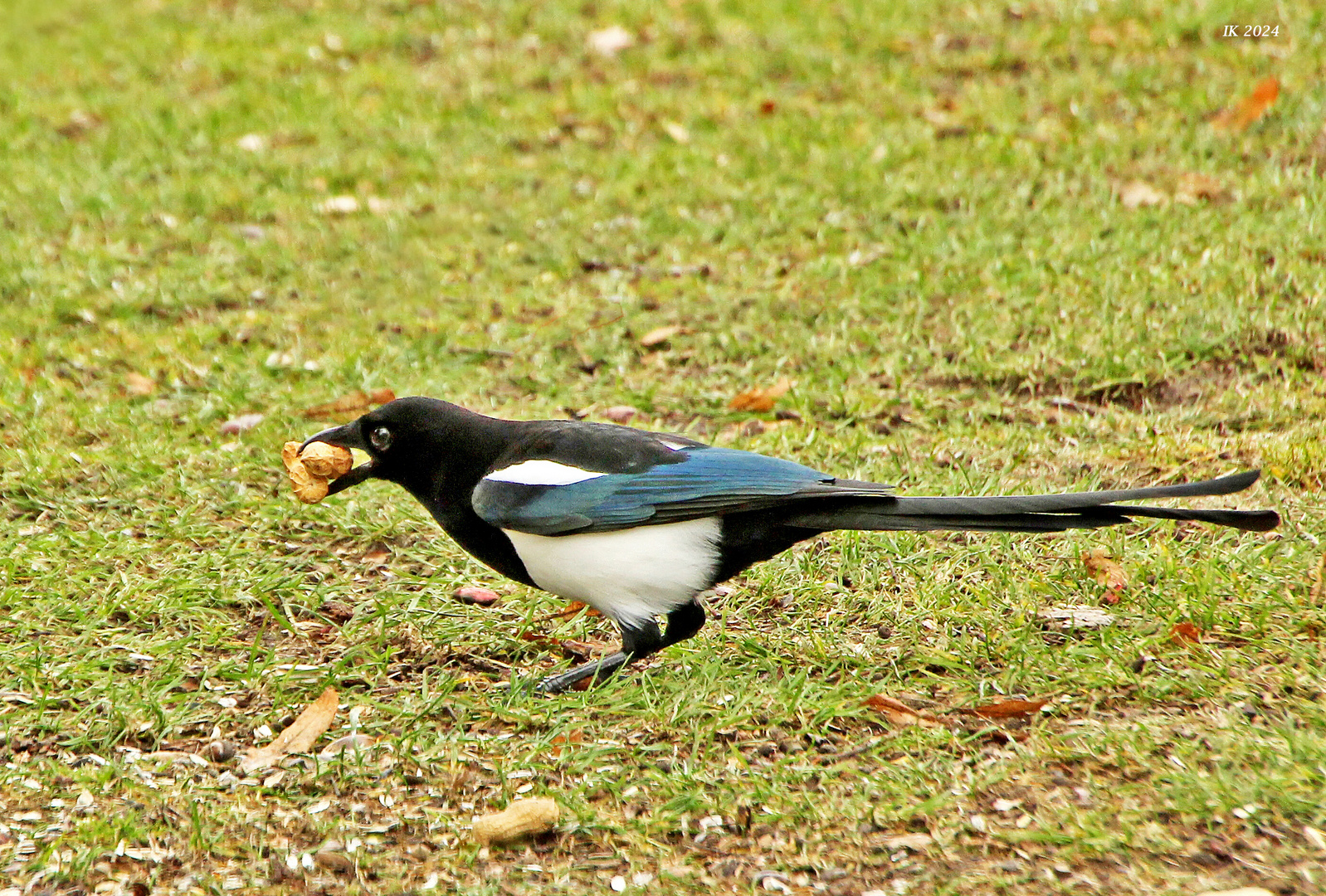 gierig.... Foto & Bild tiere, wildlife, wild lebende vögel Bilder auf