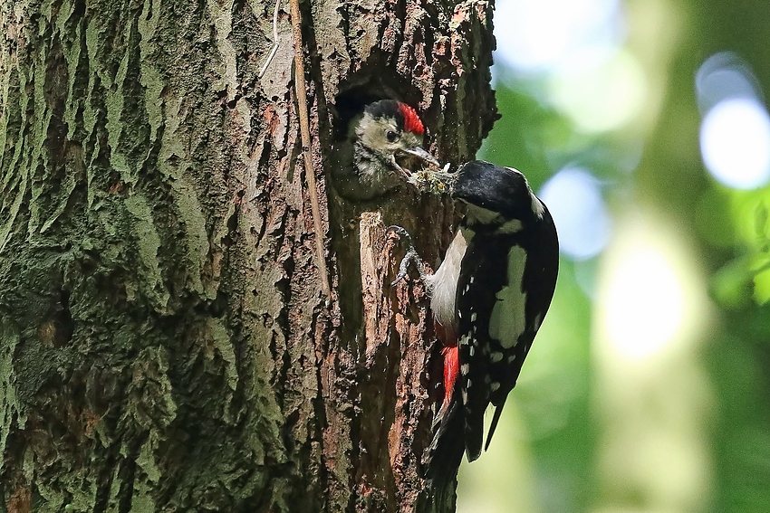 Gierig schluckt der Jungvogel die Nahrung herunter - Buntspecht