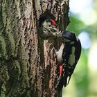 Gierig schluckt der Jungvogel die Nahrung herunter - Buntspecht