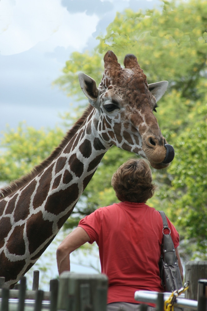 Gierige Giraffe im Metro-Zoo Miami