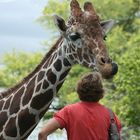 Gierige Giraffe im Metro-Zoo Miami