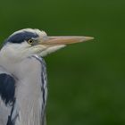 gierige Zoobesucher