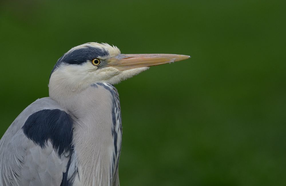 gierige Zoobesucher