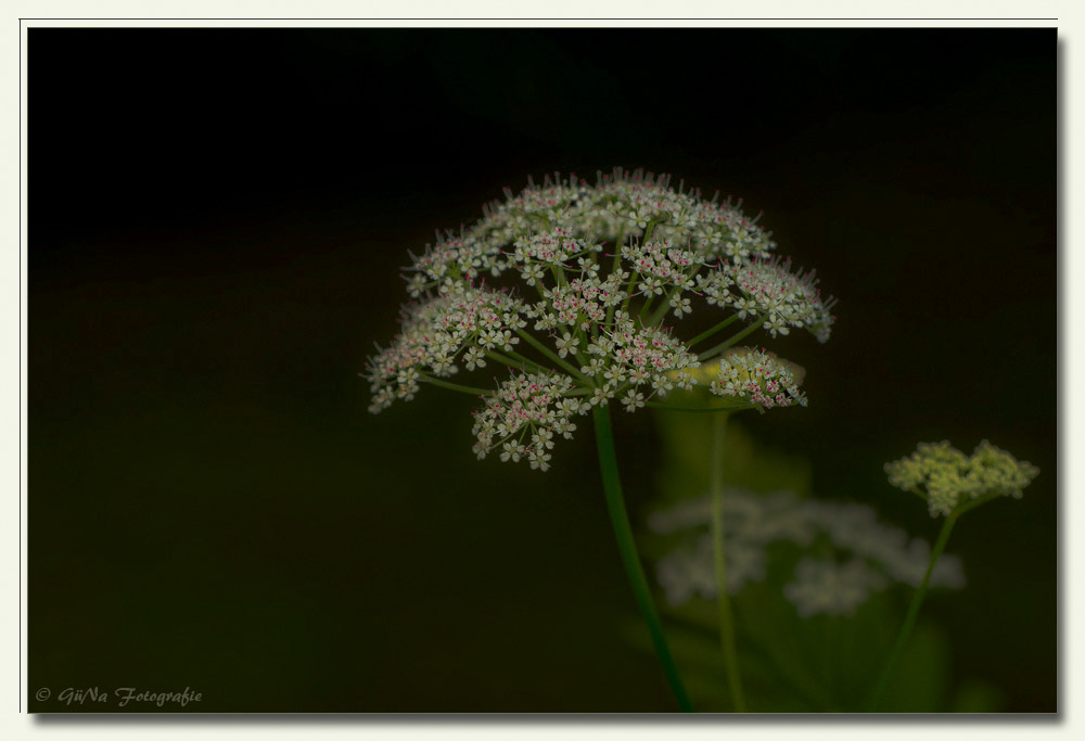 Giersch (Aegopodium podagraria)