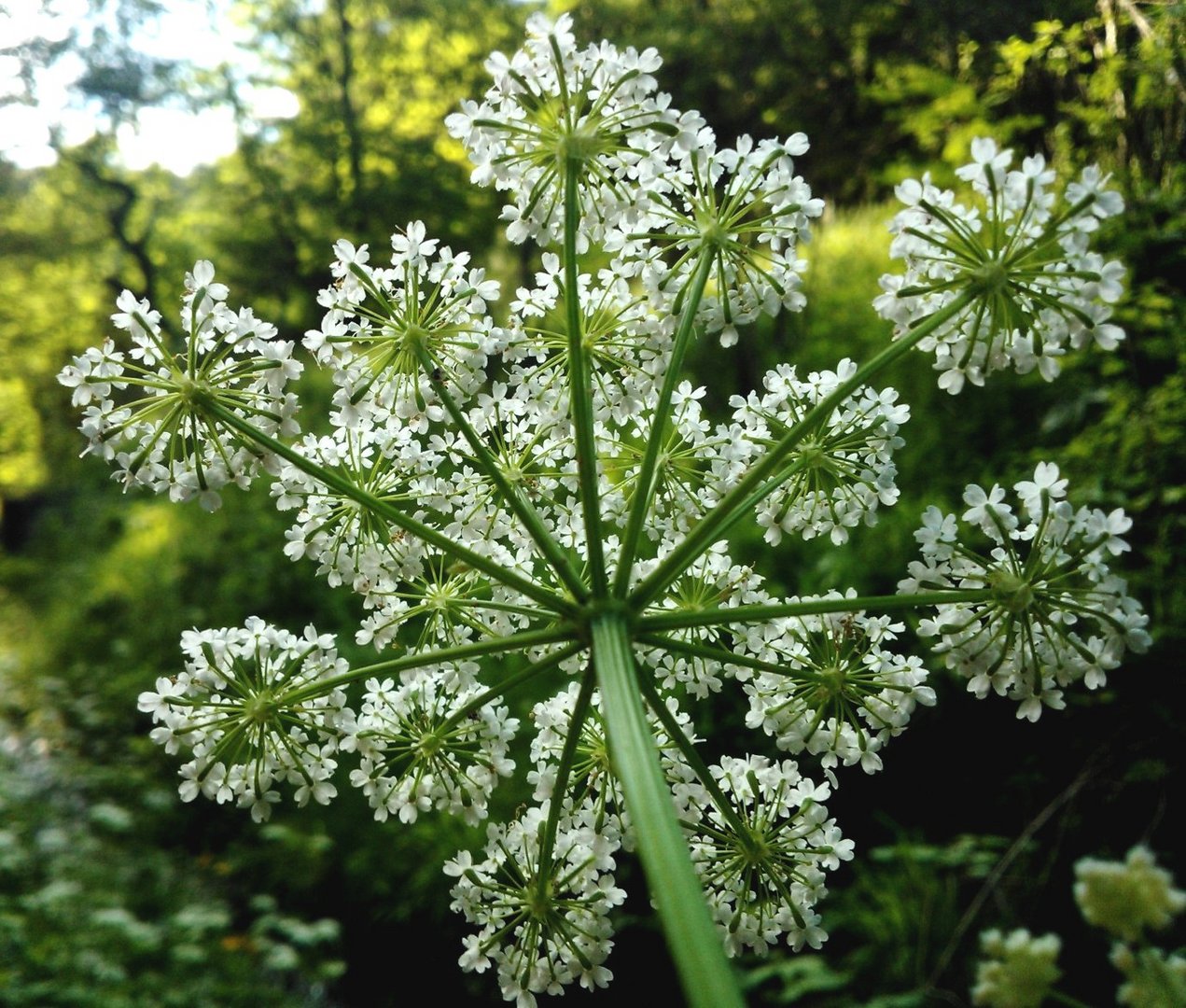 ..Giersch-Blüte