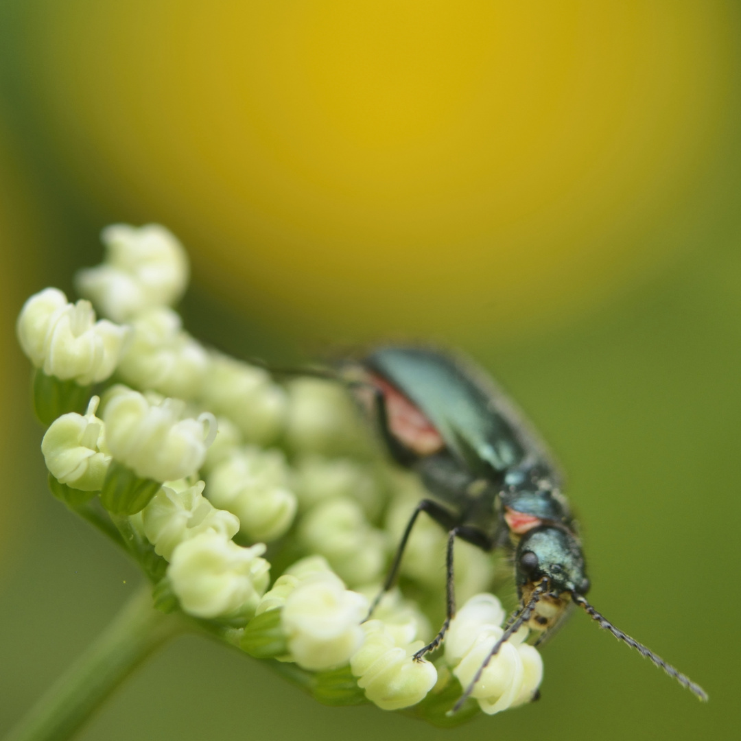 Giersch, knospig, mit Käfer, bunt, vor Butterblümchen, gelb