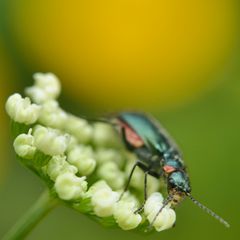 Giersch, knospig, mit Käfer, bunt, vor Butterblümchen, gelb