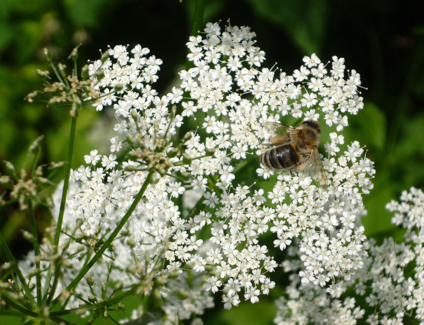 Giersch mit Biene