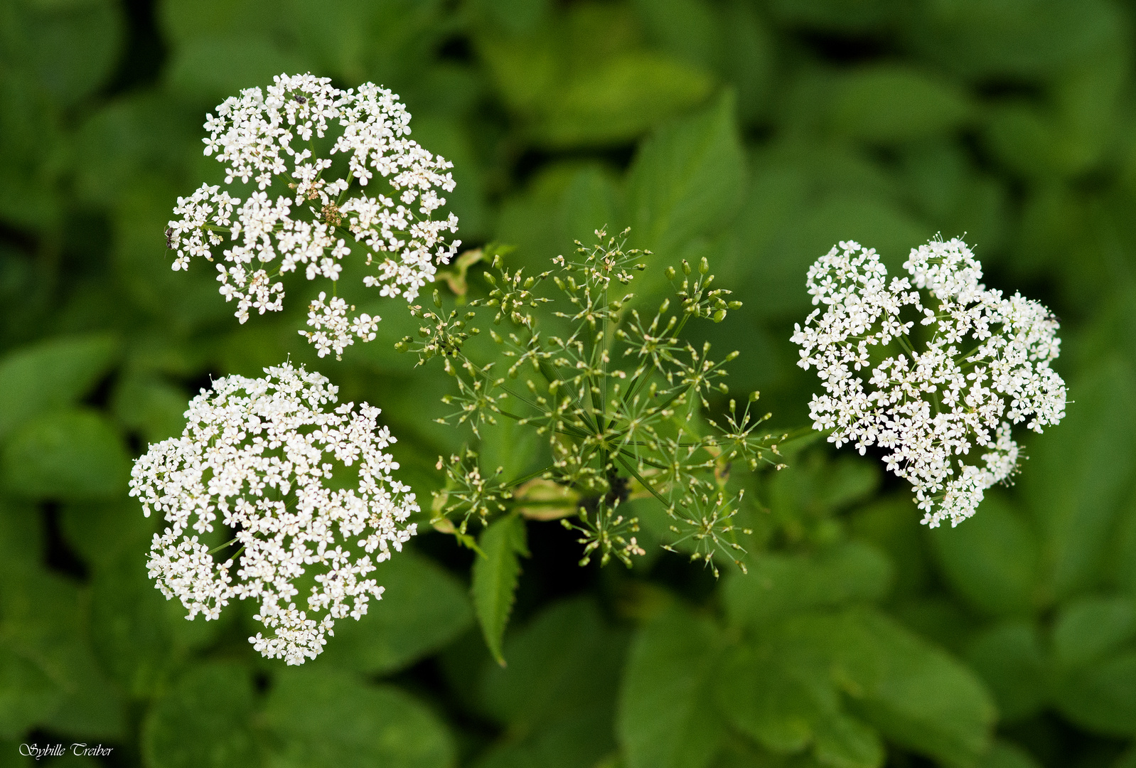 Gierschblüte