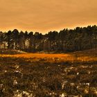 Gifhorn Heide bei Nacht