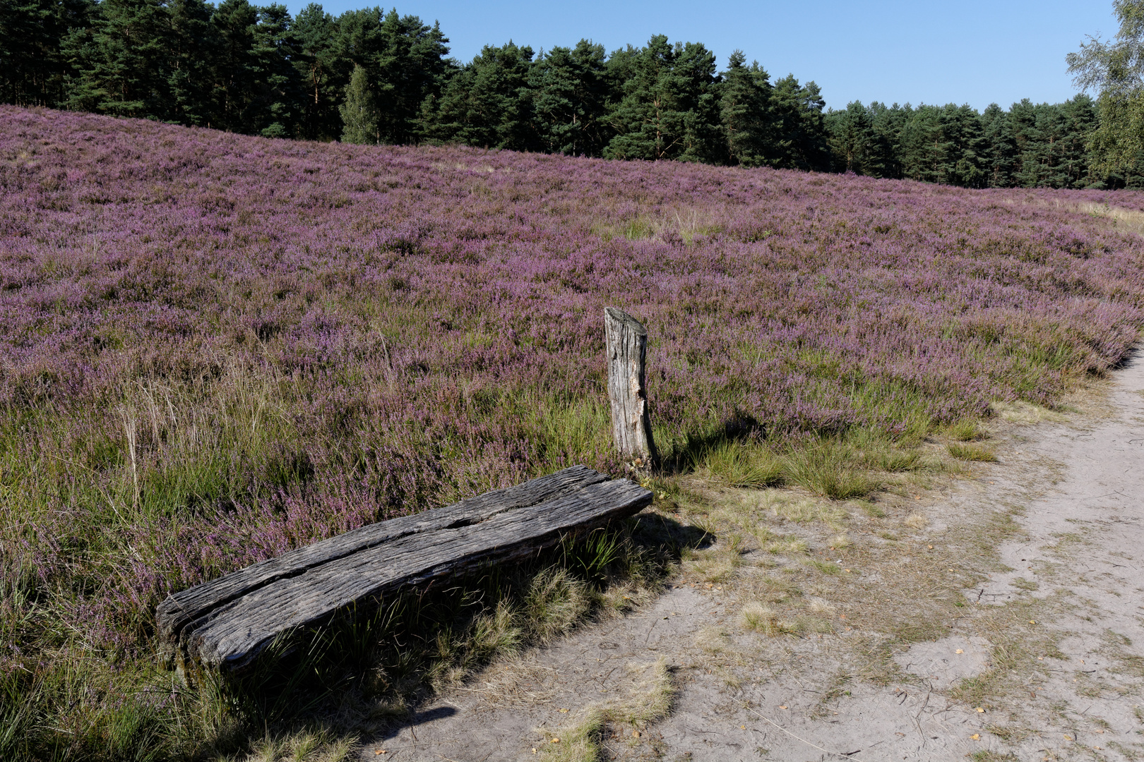 Gifhorner Heide