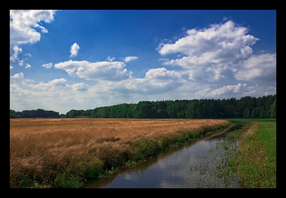 Gifhorner Heide