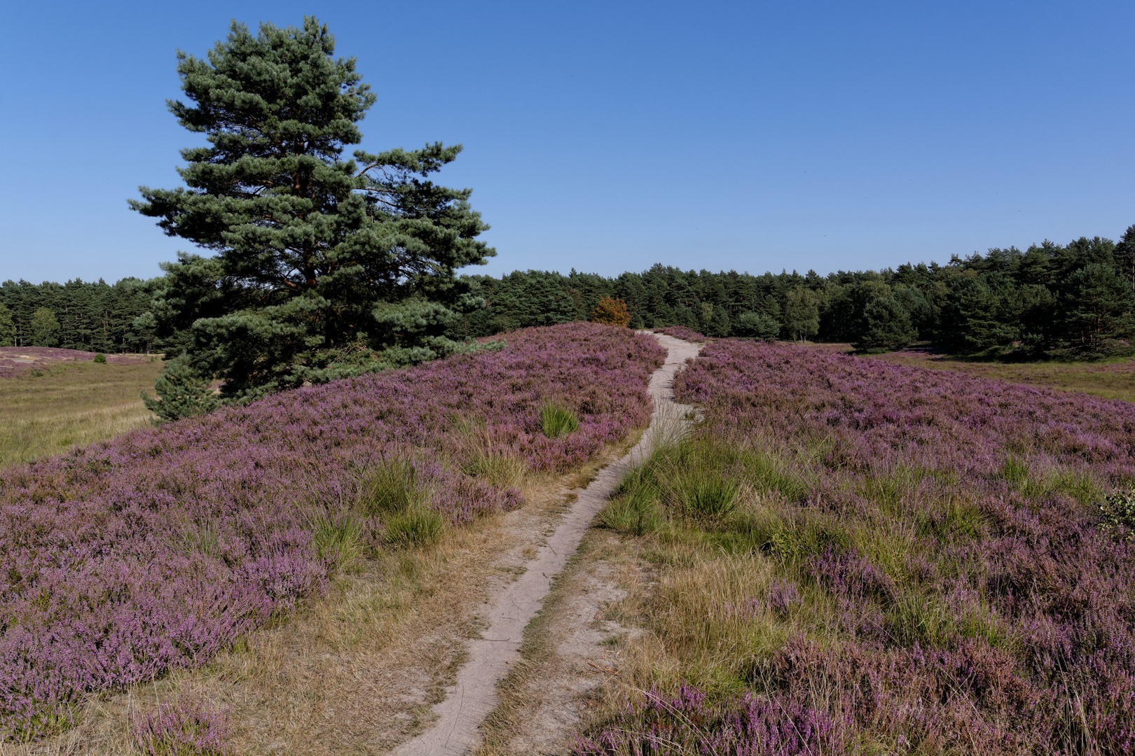 Gifhorner Heide