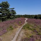 Gifhorner Heide