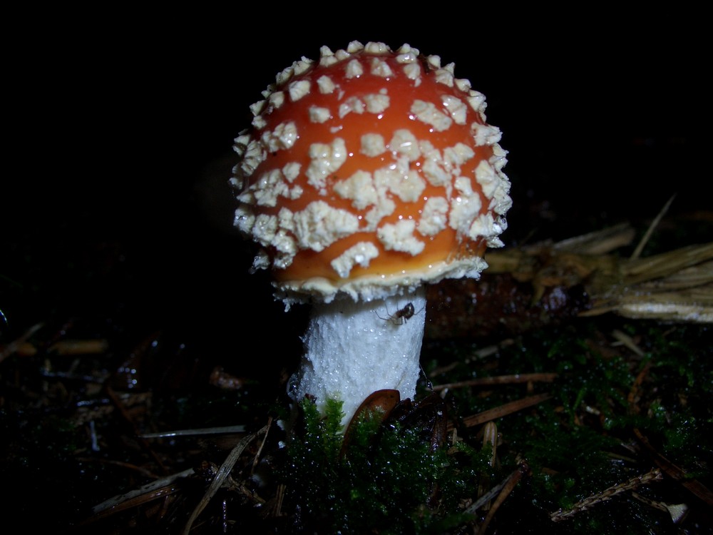 Gift in seiner schönsten Form- und Farbgebung