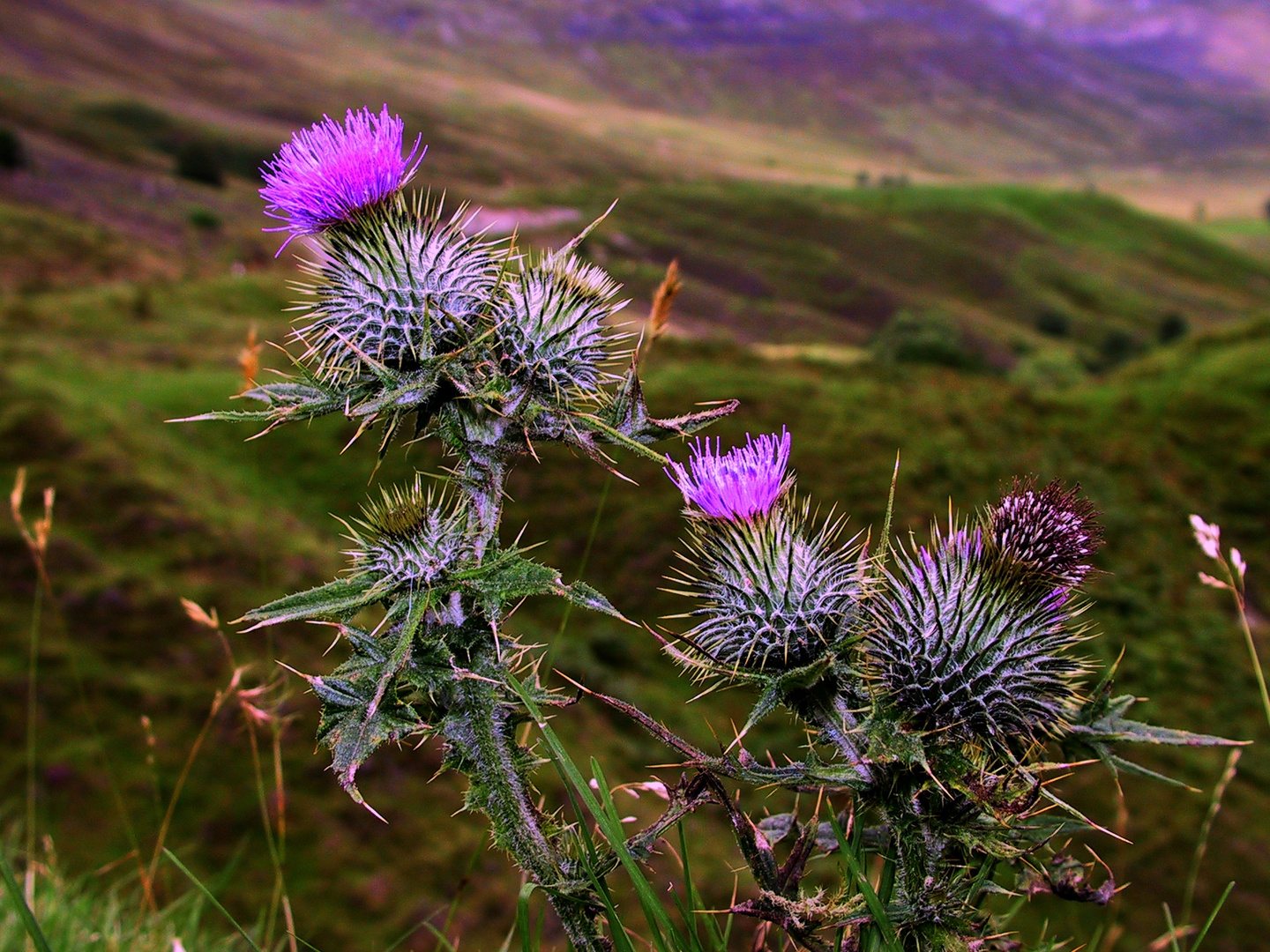Gift of a Thistle