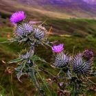 Gift of a Thistle