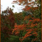 Gift of Seasons, October in N Ga, USA