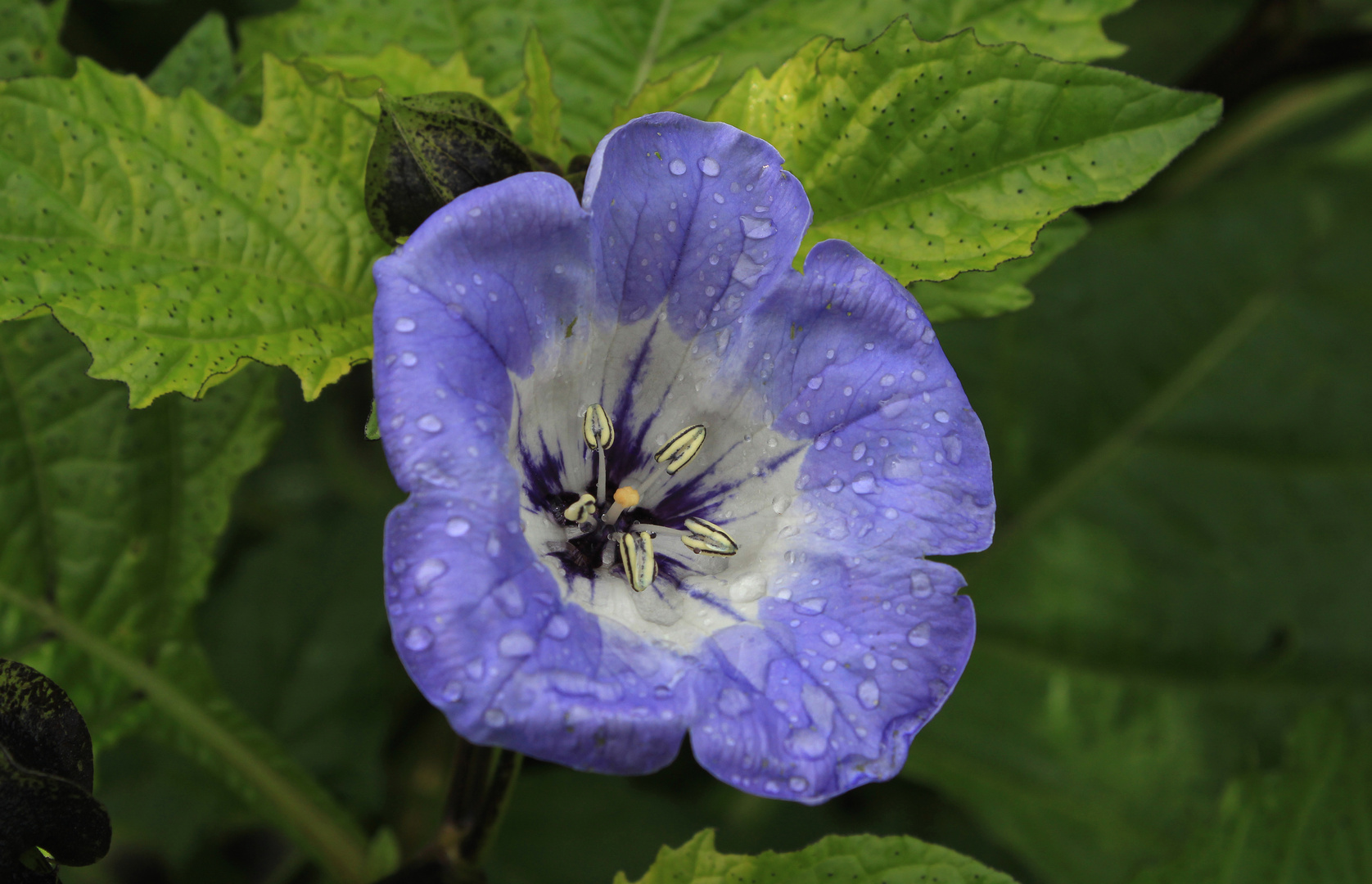 Giftbeere, blaue Lampionblume, Blüte in Nahaufnahme