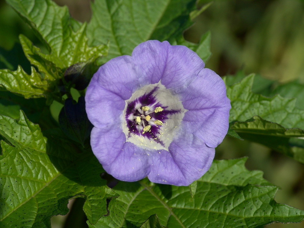 Giftbeere - Blüte