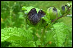 Giftbeere (Nicandra physalodes)