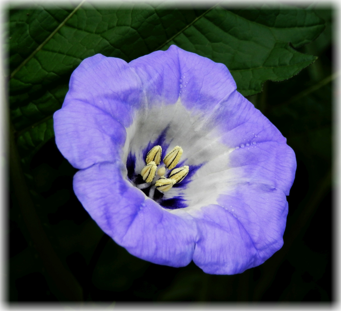 Giftbeere (Nicandra physalodes) oder Blaue Lampionblume